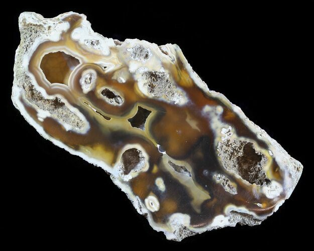 Agatized Fossil Coral Geode - Florida #51161